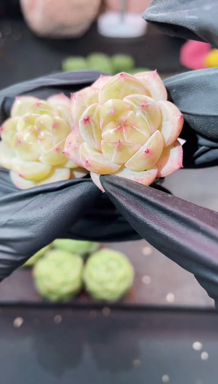 闪购1003 桃灼多肉一颗 3-3.5 厘米