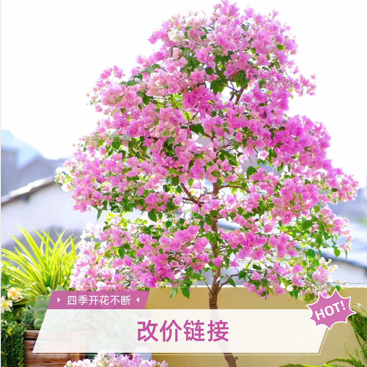 【改价链接】精品三角梅 四季勤花 渐变花色