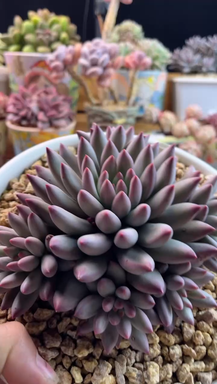 【闪购商品】2.6-30虞美人