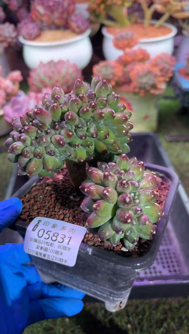 【闪购商品】05831