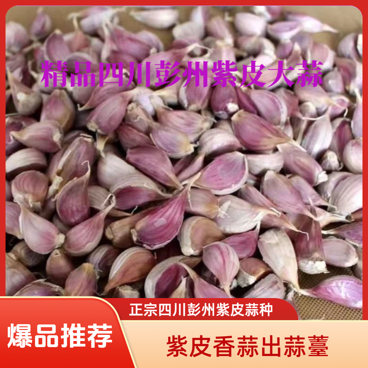 正宗四川彭州紫皮蒜种子蒜薹蒜瓣大蒜子新鲜红皮香蒜正月出蒜苔