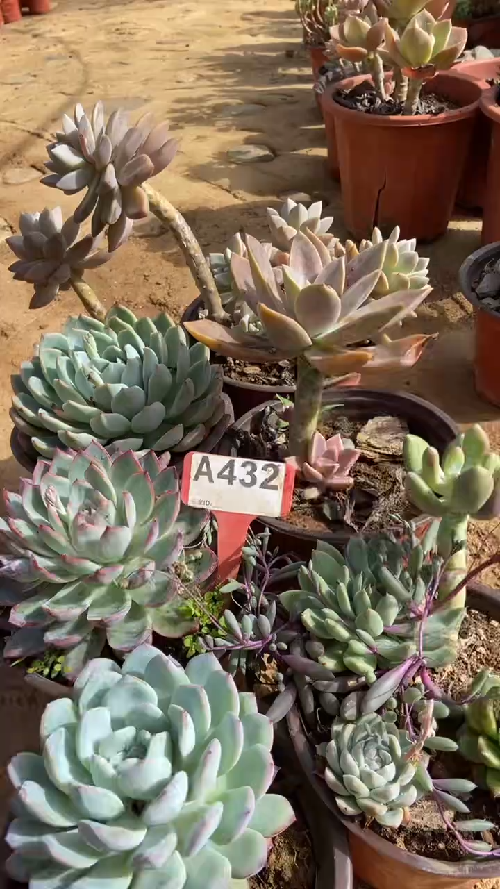 A432闪购清风花木兰多肉组合脱土发货