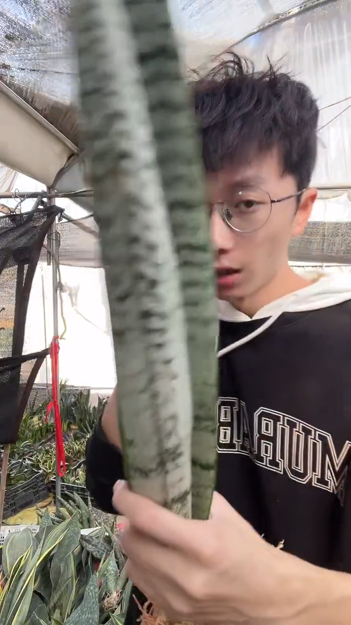 白皮硬叶银麦裸根2棵26.8