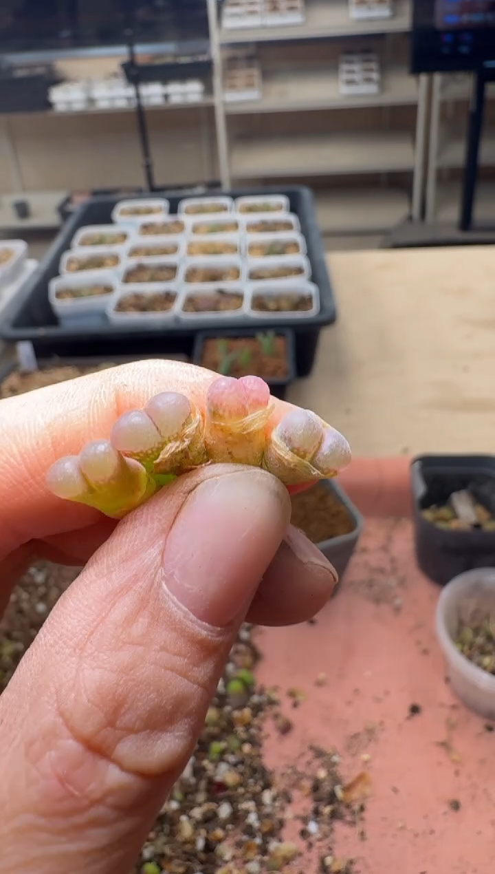 美丽的肉石头19-1039