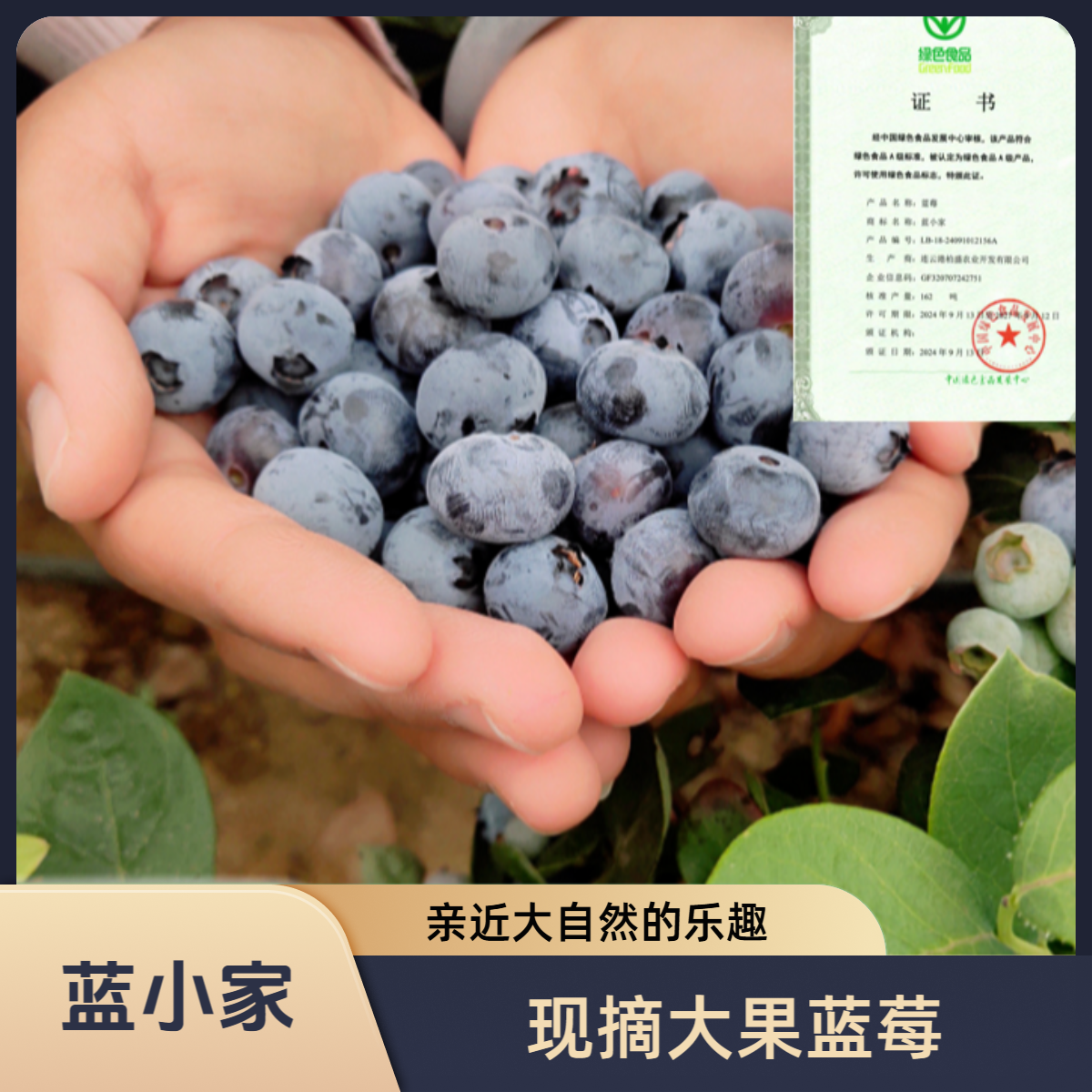 蓝小家【12mm+】大果露天头茬蓝莓新鲜采摘净重90克/盒江苏10盒江苏省