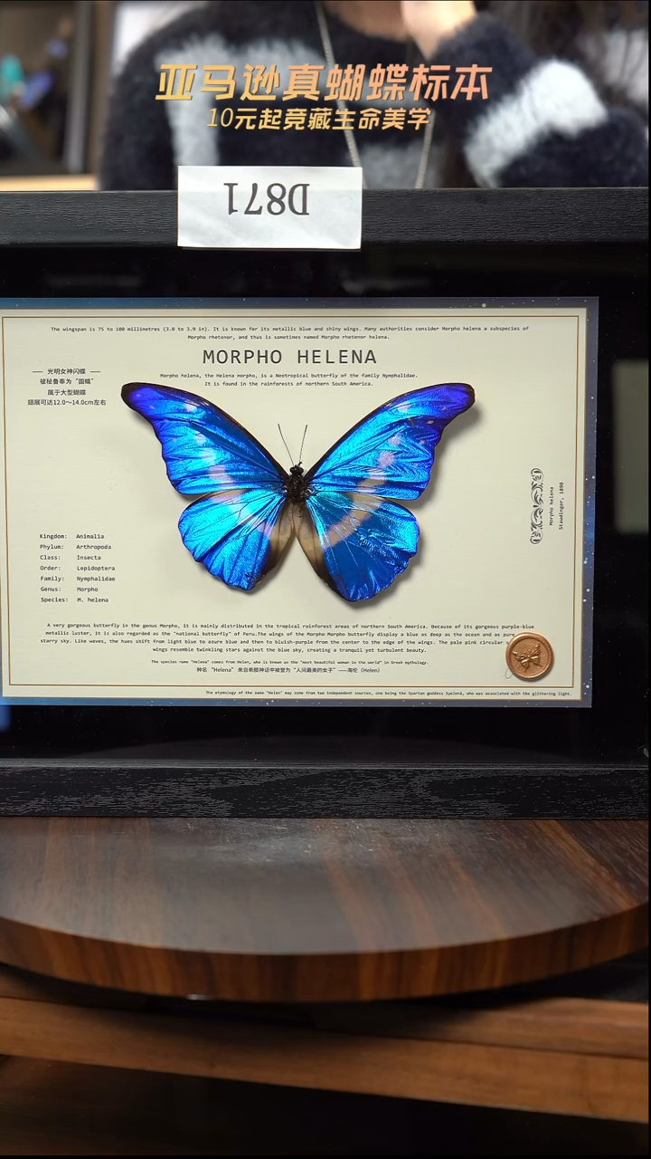 〔****〕蝴蝶标本摆件竞拍d871