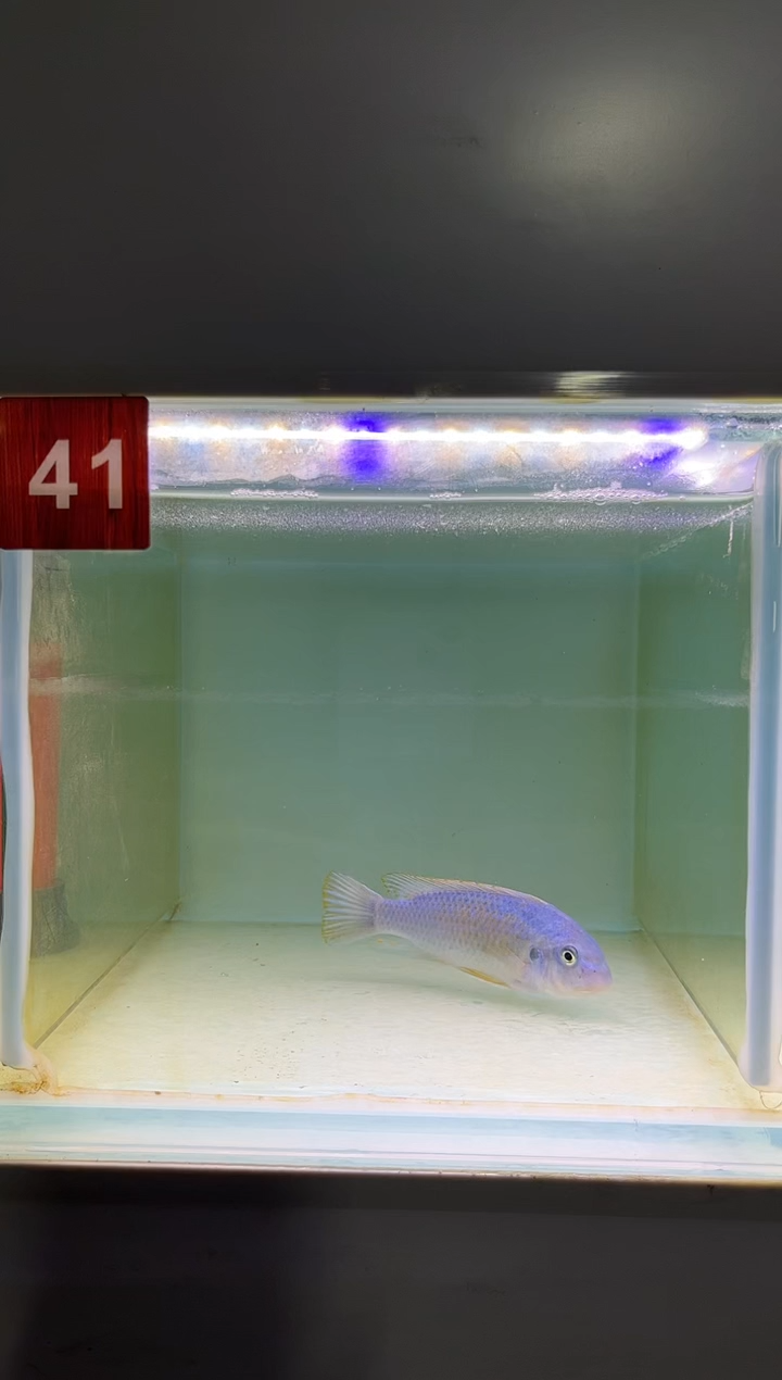 慈鲷鱼野生三湖慈鲷