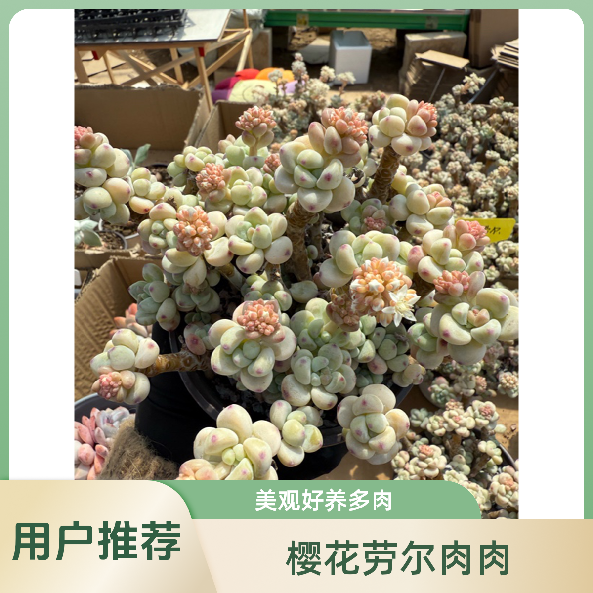 樱花劳尔香味老桩多肉好养易爆盆栽