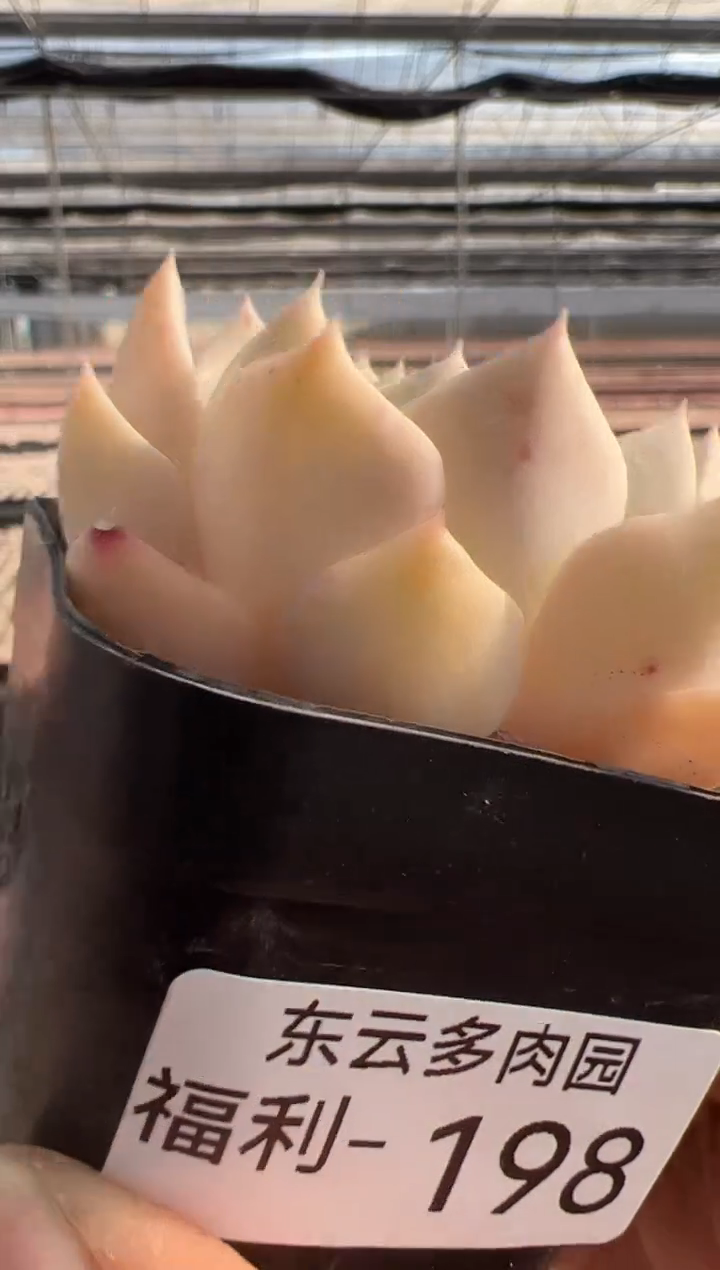 【闪购商品】福利款多肉-198