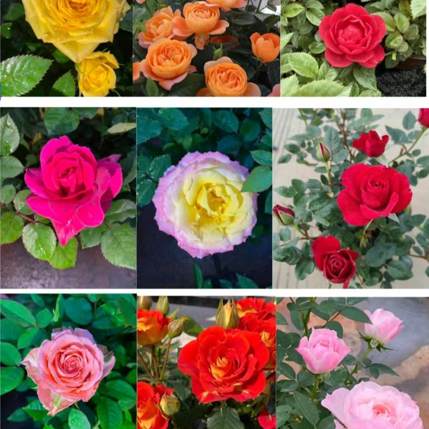 【混色自选3棵】月季盆栽四季开花