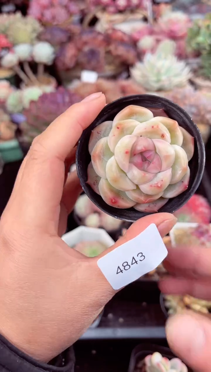 【闪购商品】4843单头多肉