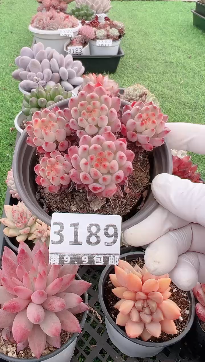 【闪购商品】信福多肉一物一拍