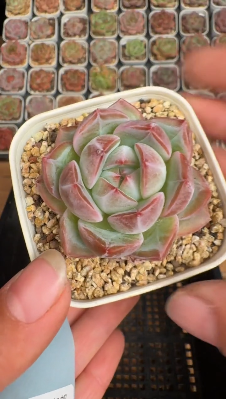 270b 珍妮多肉(6.5cm杯）一物一拍 带盆土发