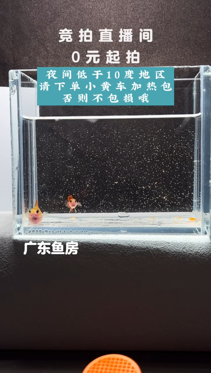 孔雀鱼银河琉璃玻璃猫带胎一对编号61