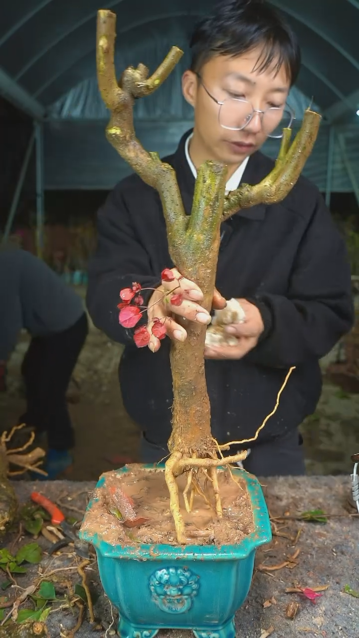 【闪购商品】177三角梅老桩以实物为准图片仅供参考