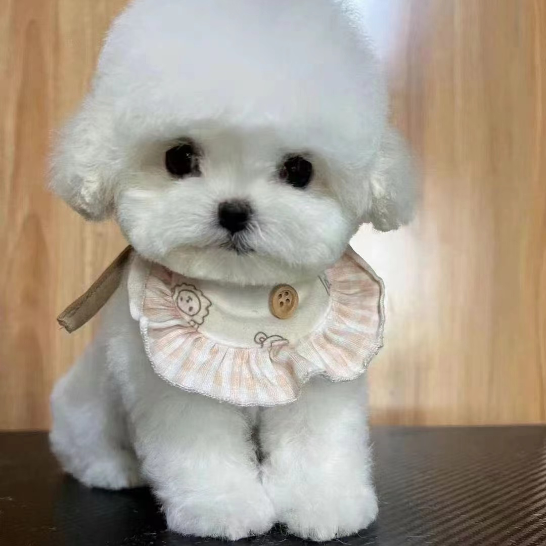 【狗来富】狗狗活体链接