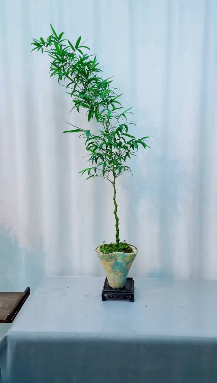 无花朵竹子盆景竹子盆景