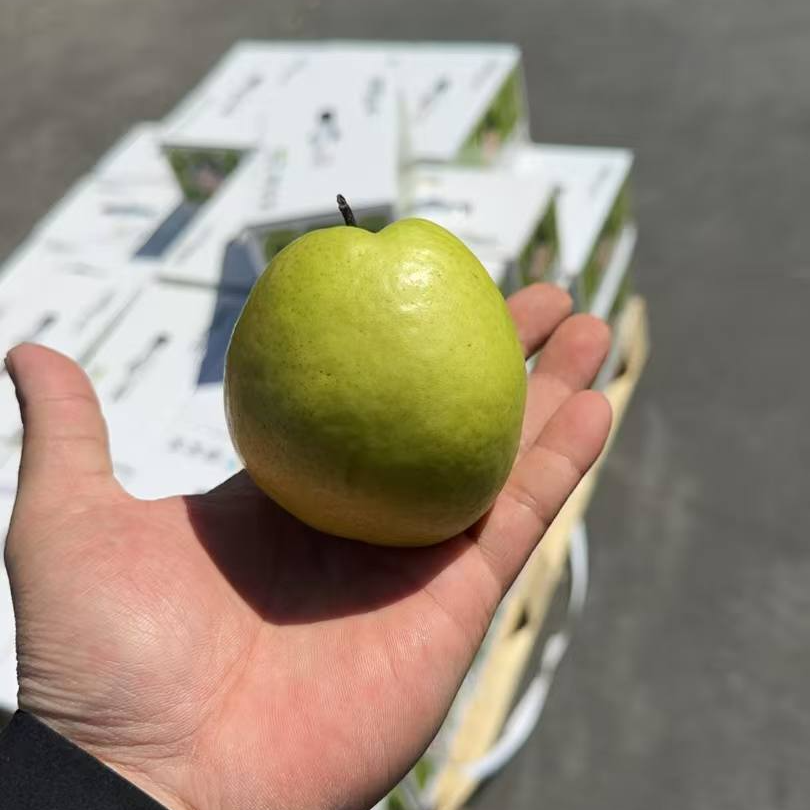 【薄皮爆汁王】梨宝宝隰县雨露香梨1箱4斤左右中小果新鲜水果