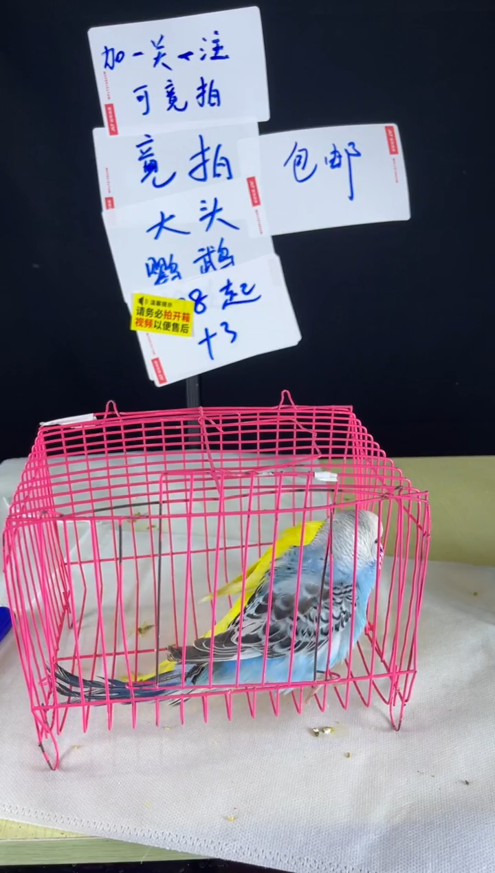 虎皮鹦鹉特色虎皮