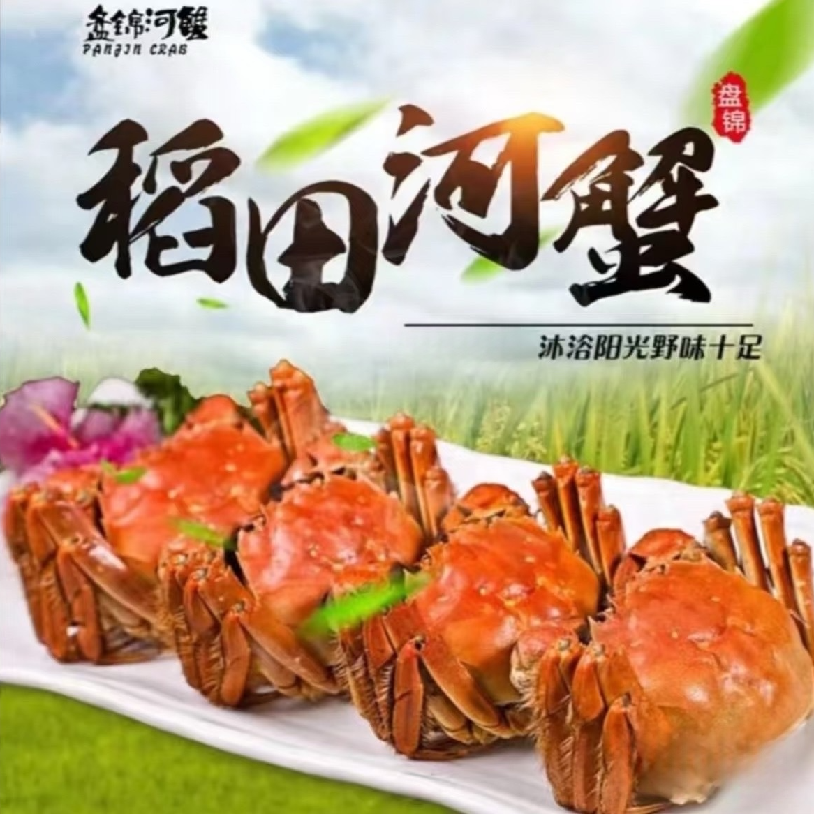 【辽宁省外拍】盘锦河蟹鲜活发货全国母蟹（0.9-1.2两）33只
