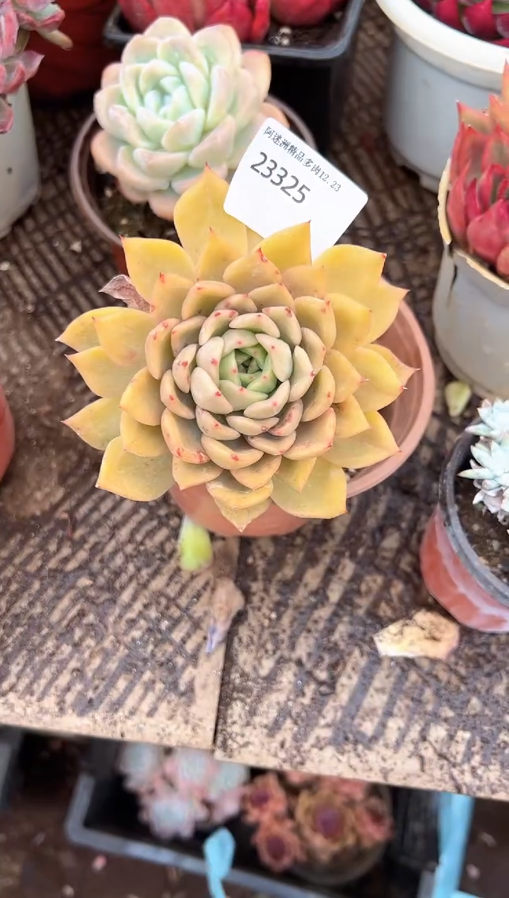 飞**?多肉植物一物一拍23325