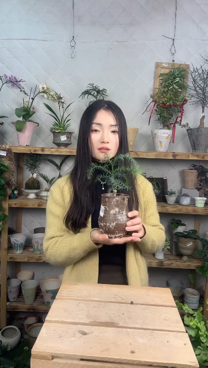 无花朵691飞雪小盆