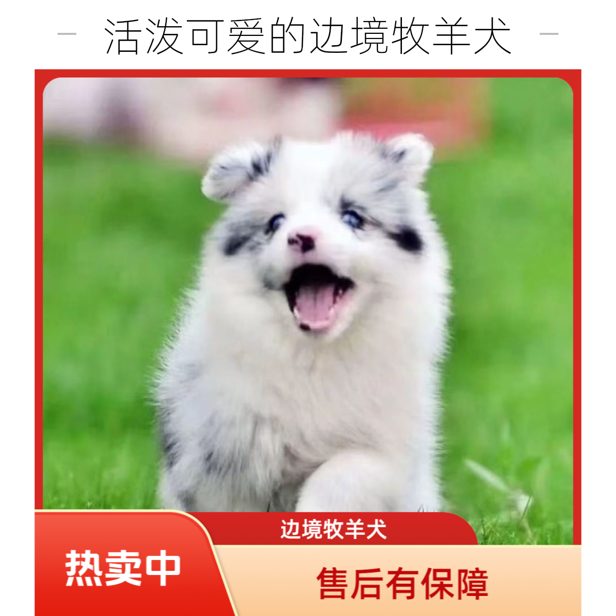 小朱家边牧狗狗链接