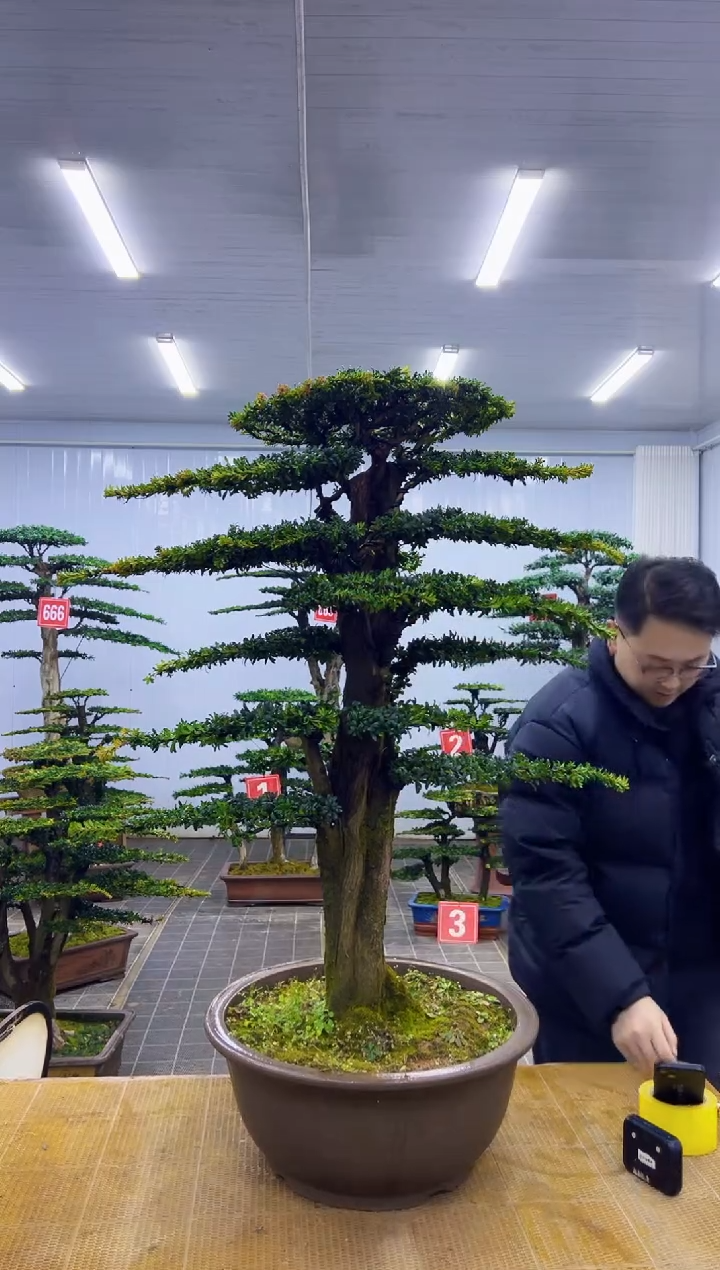 无花朵000000000000000