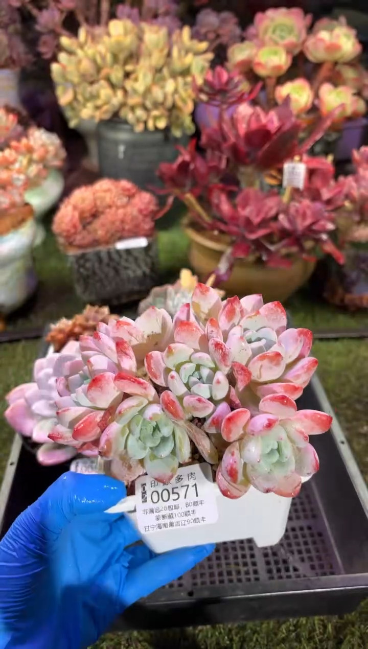 【闪购商品】00571