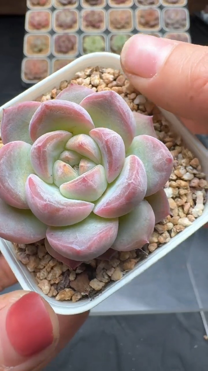 【闪购商品】080号珍妮多肉一物一拍3单包邮