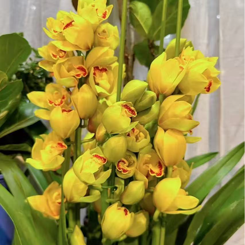 【黄金岁月】6年花王多花剑起发落地款栽种好带花苞发货