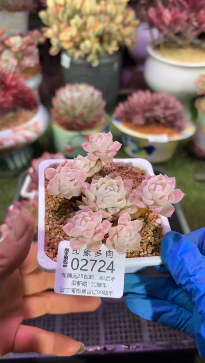 【闪购商品】02724