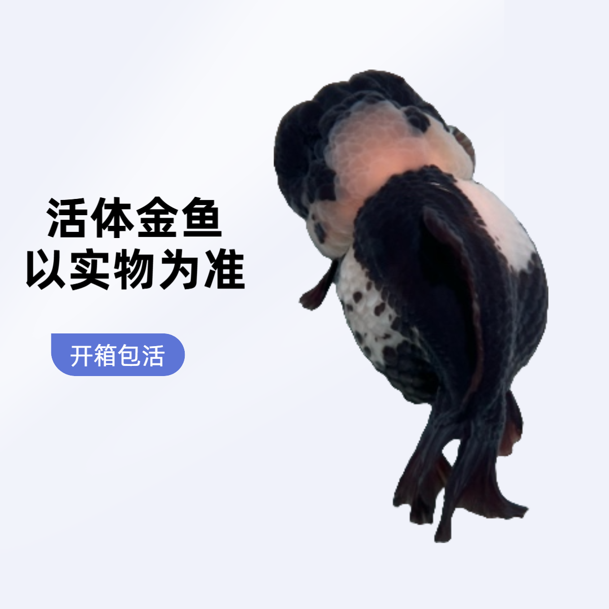 活体金鱼 开箱包活