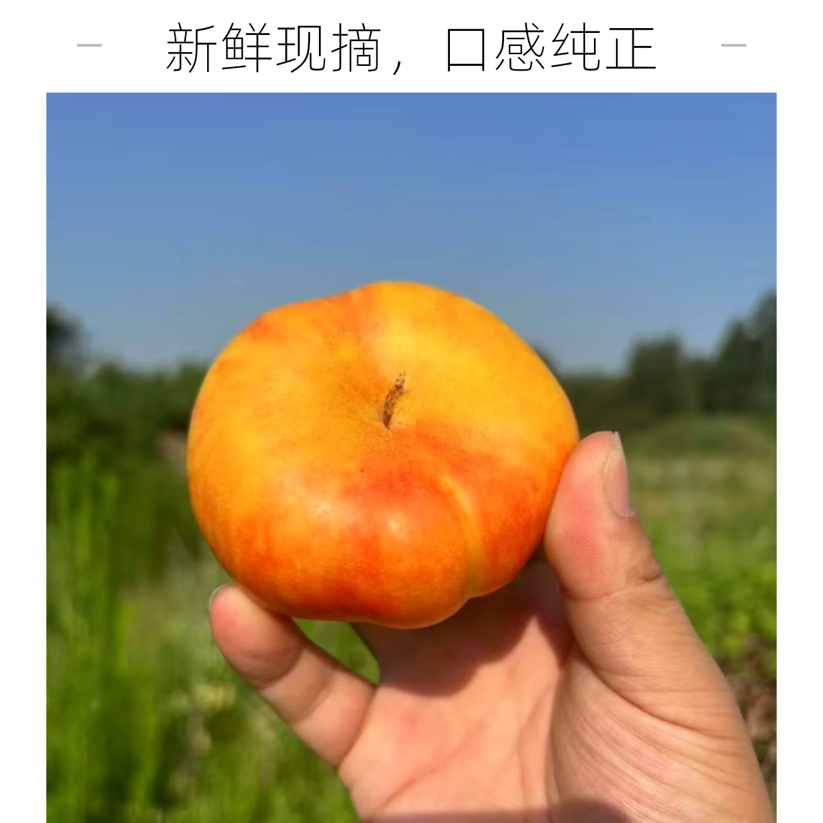 蒙阴彩虹蟠桃香甜多汁清香爽口果汁浓郁新鲜采摘桃子同城送山东省山东省