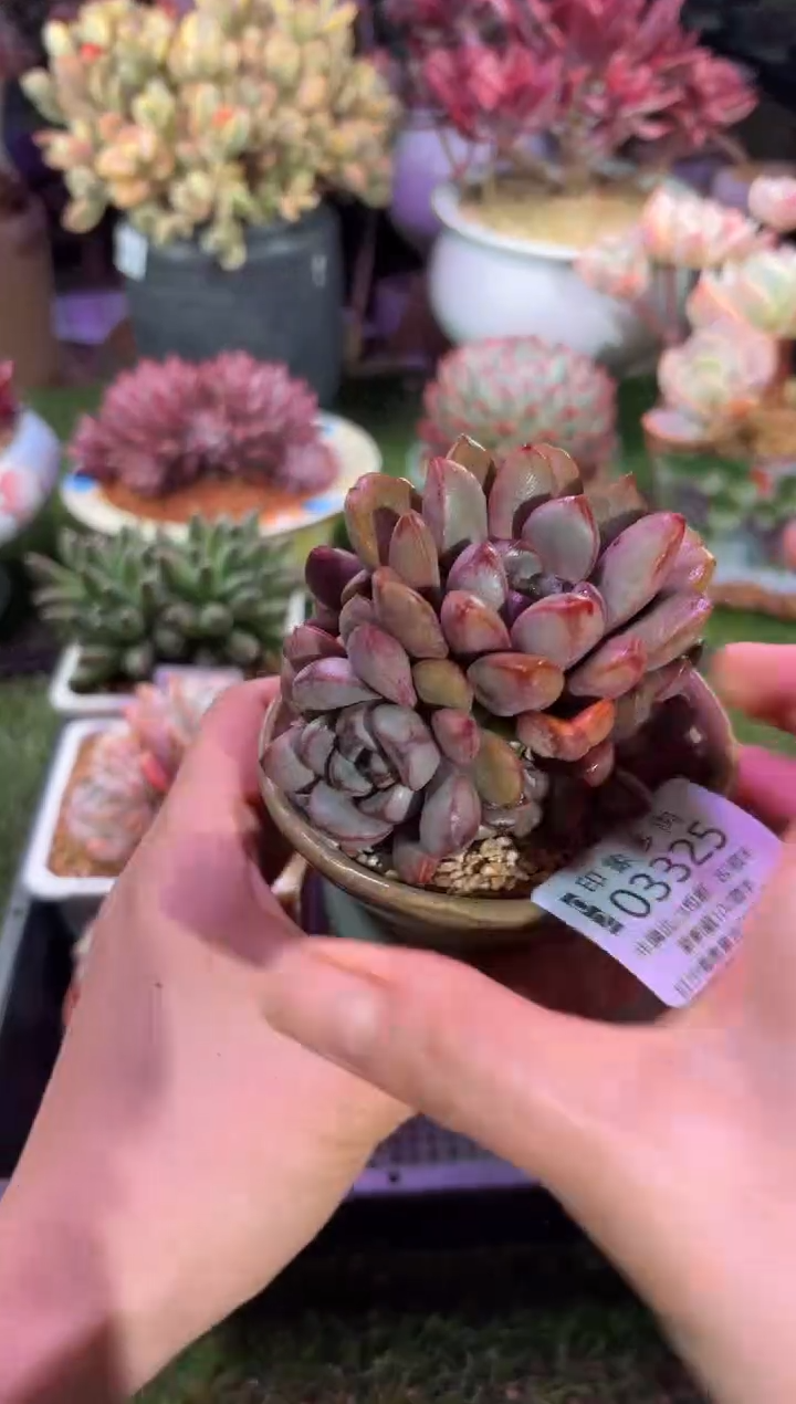 【闪购商品】03325