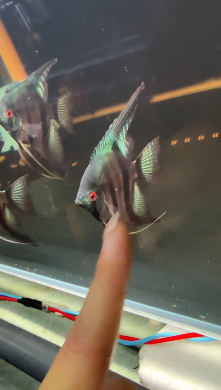 斗鱼亚马逊绿洲神仙鱼*1条