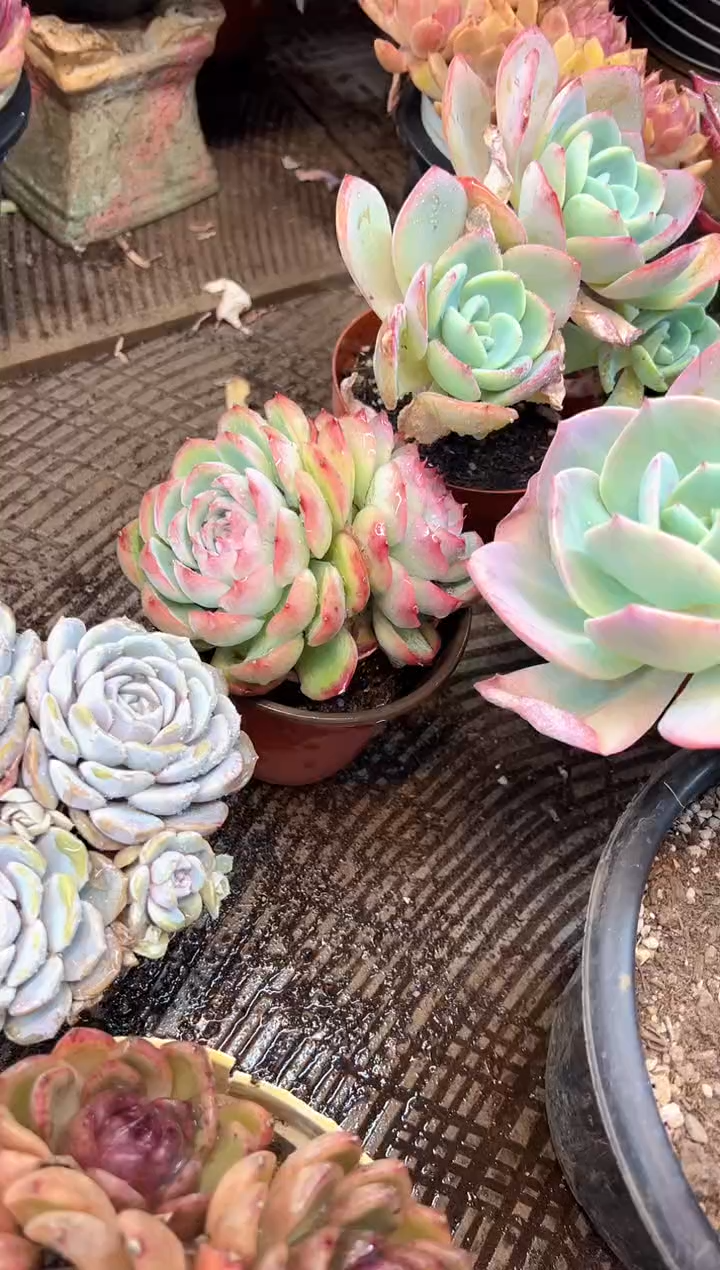 唐*子多肉植物一物一拍20402
