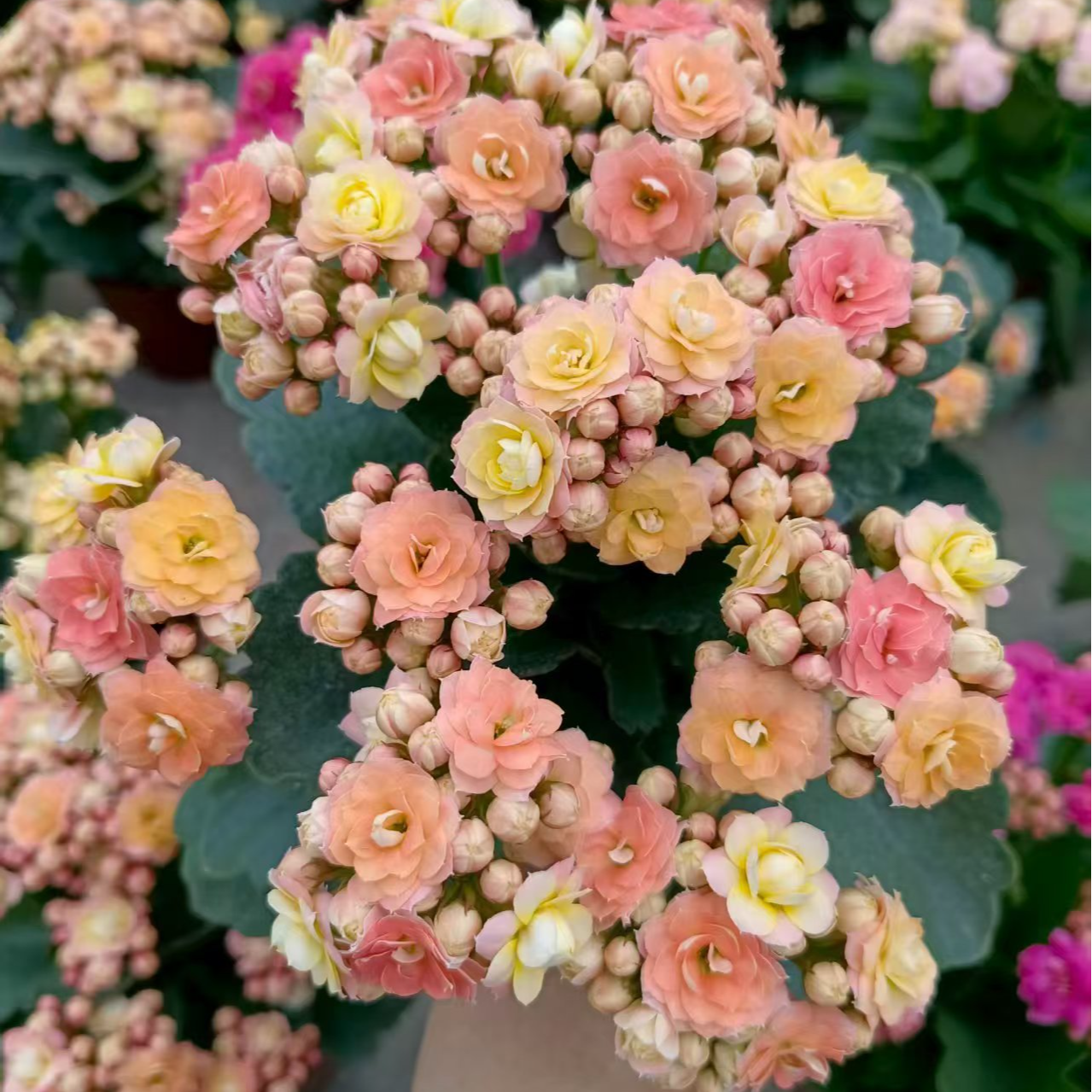 毛绒二代长寿花盆栽带花苞植物花卉
