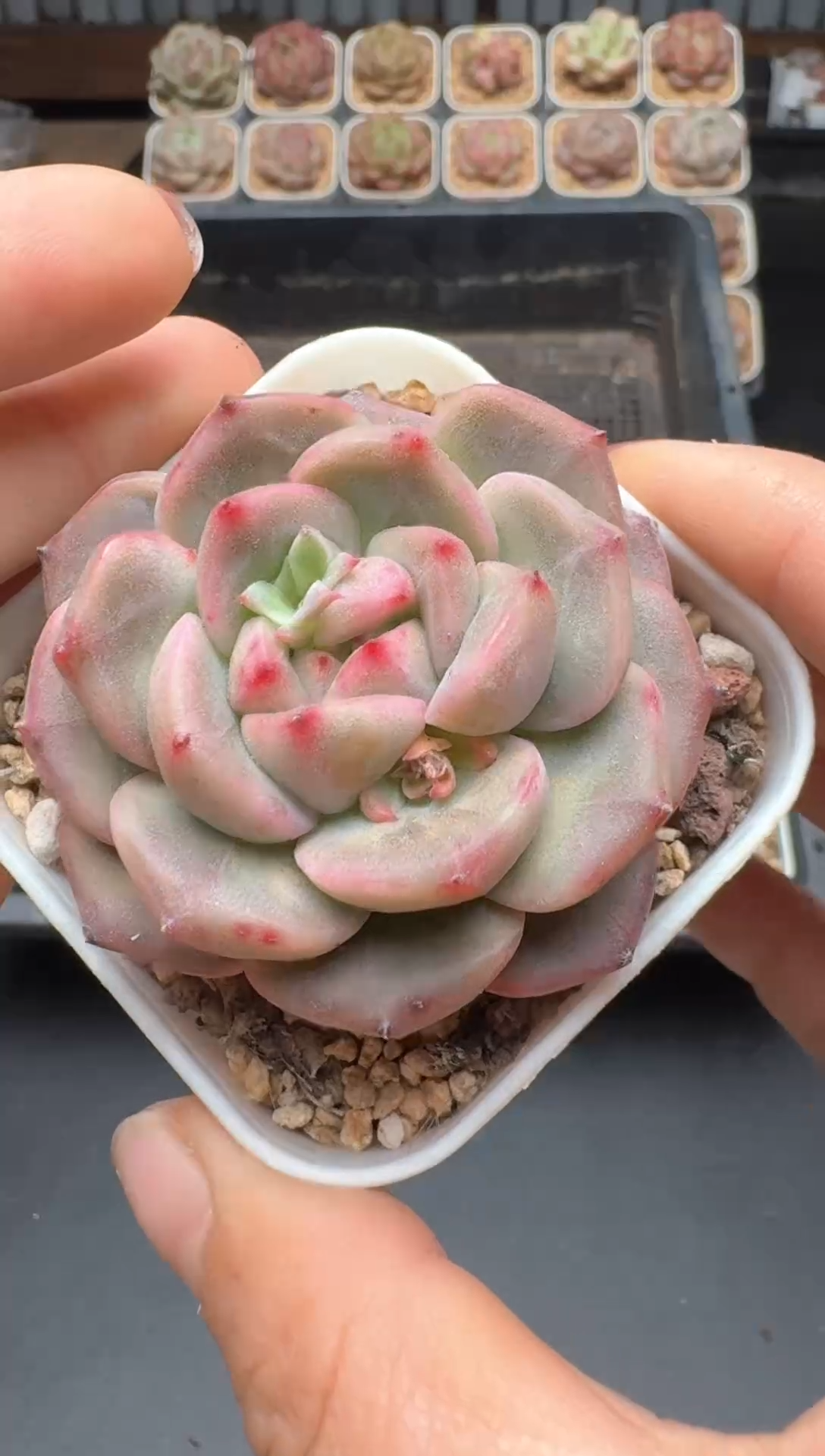 【闪购商品】470A号一物一拍多肉花卉植物拍3颗起发