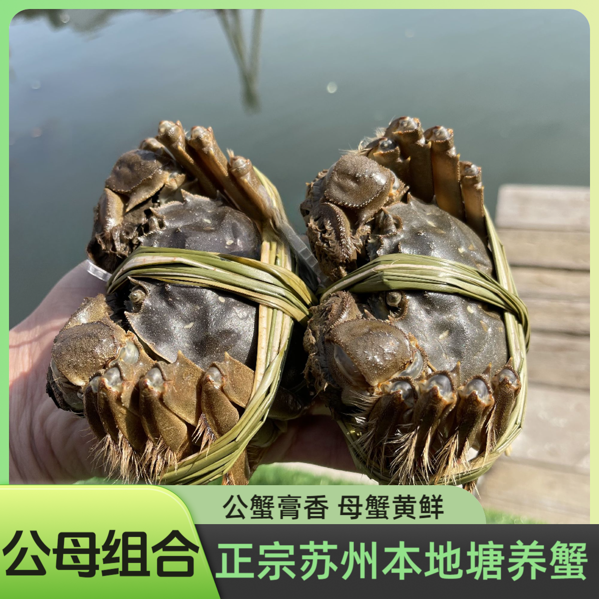 组合【活蟹】挑膏大公蟹（3.5两）（母蟹3.5两）公母组合大闸蟹4对/5对