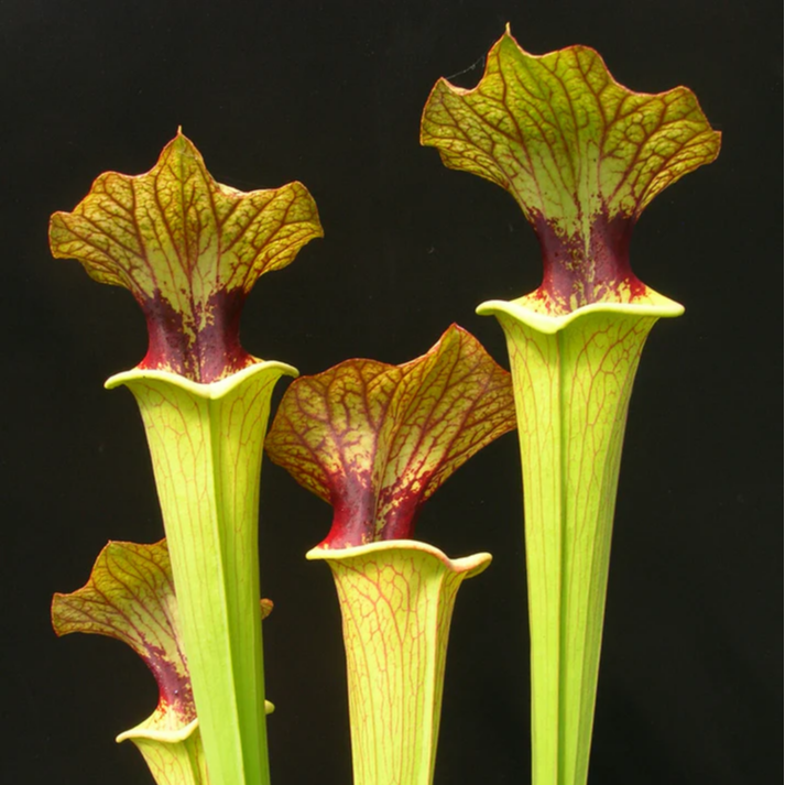 【布鲁克斯瓶子草Sarracenia x moorei H7 MK, `Brooks Hybrid´】