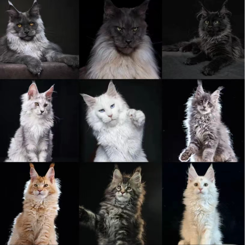 缅因猫活体通用链接