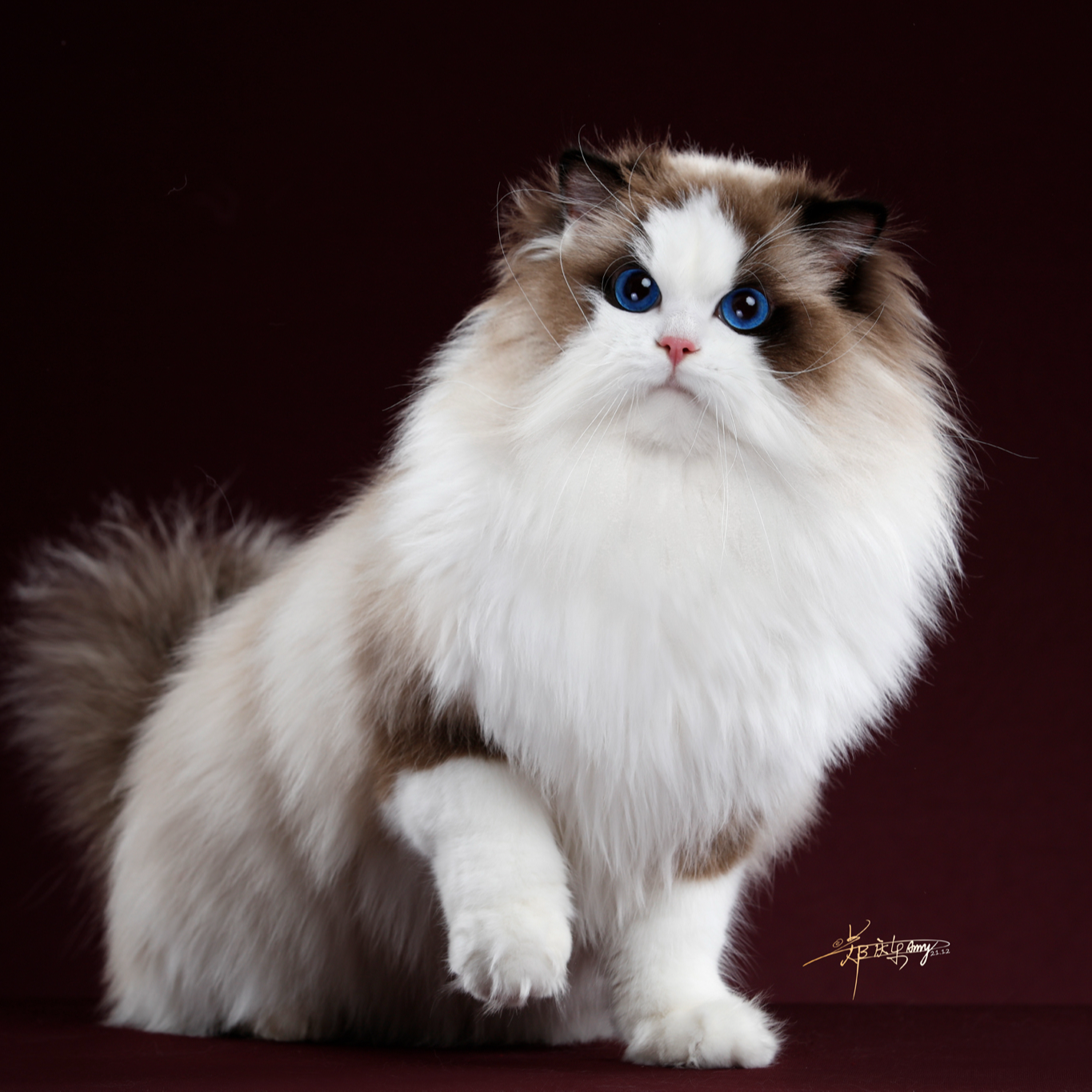 新（荣耀布偶猫舍）猫咪活体