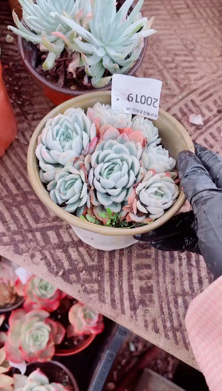 失***羊跃跃精品多肉20019