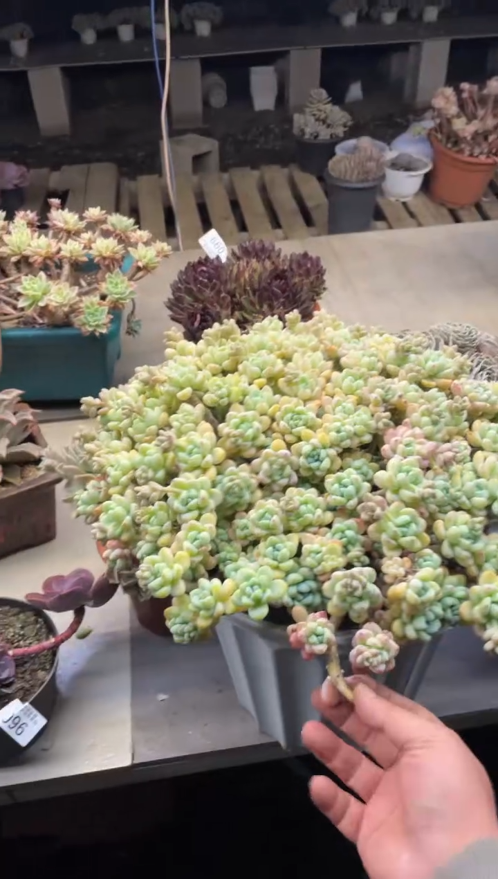 【闪购商品】100大罗琦