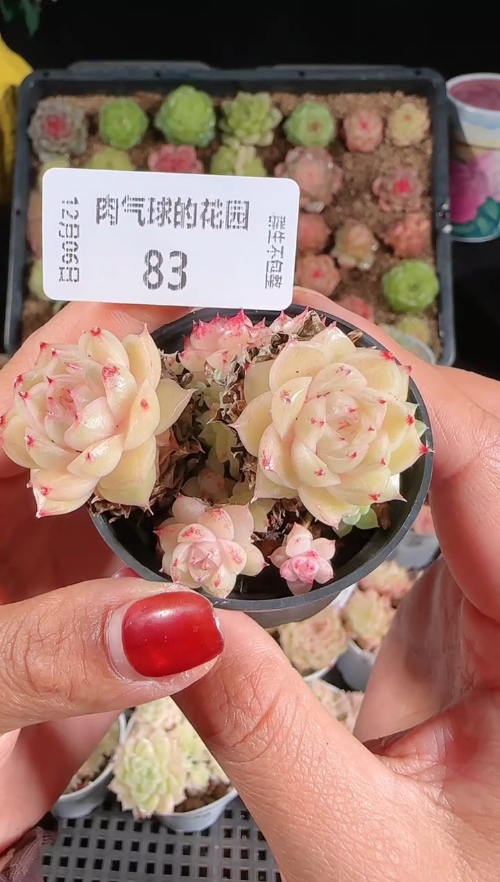 1206-83多肉群生不包整
