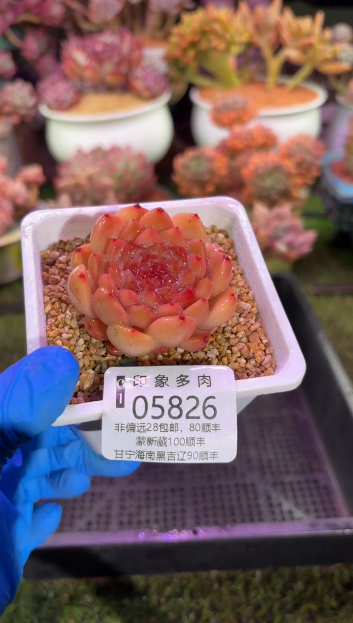 【闪购商品】05826