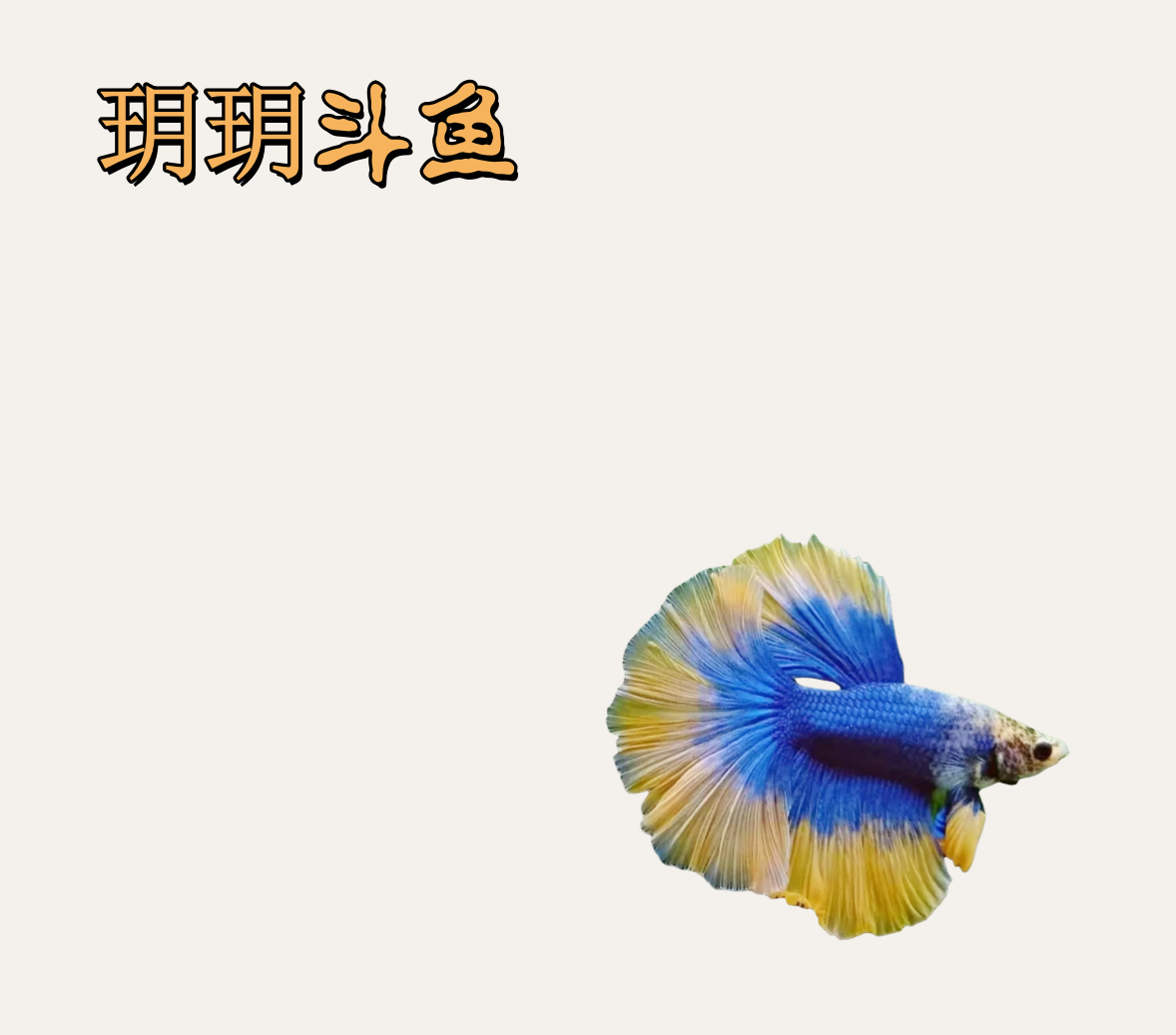 C9（193-216）泰国斗鱼精品鱼小型热带观赏鱼【直播间选鱼】