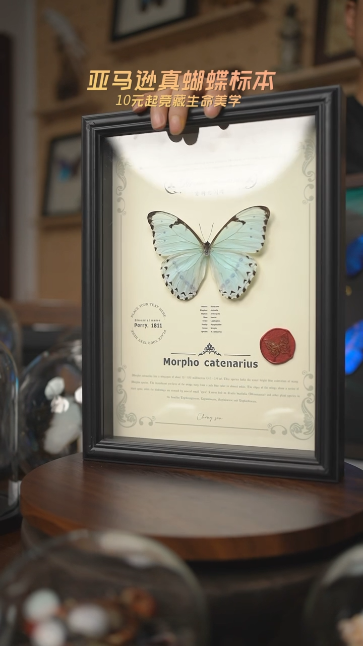 有机玻璃蝴蝶标本
