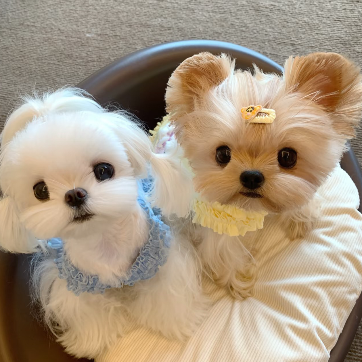 精品马尔济斯·雪纳瑞·比熊·小型玩偶宠物狗